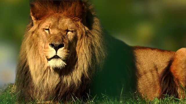 A male lion lies on grass, alert and scanning his surroundings with a soft bokeh background of wild flowers. Captured in a zoo with full property release for commercial use.