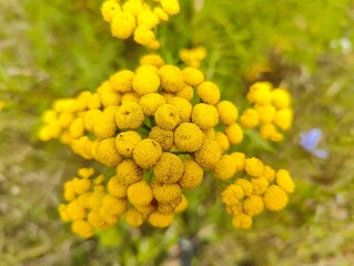 wrotycz, tansy
