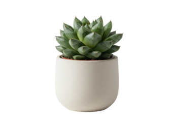 Isolated Haworthia Succulent in Ceramic Pot