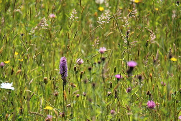 A Wild Orchid Plant in a Wild Flower Meadow.