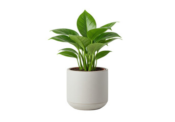 Isolated Potted Green Pothos Plant