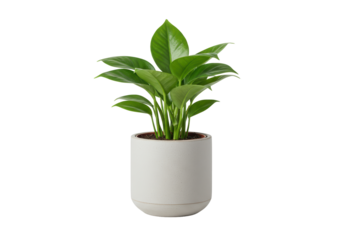 Isolated Potted Green Pothos Plant