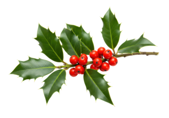 Isolated Sprig of Winter Holly with Berries
