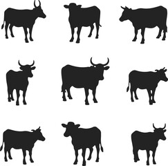 Silhouettes of cows and bulls in different standing poses black vector illustration for farm animal agriculture and livestock design
