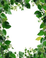 Lush green leaves framing a bright white space creating a natural and vibrant border for design work