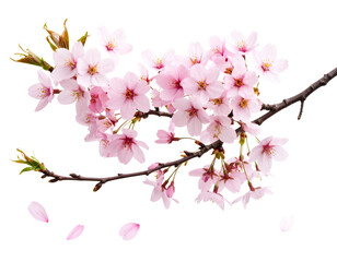 Single Artistic Cherry Blossom Branch with Subtle Petal Fall, transparent background
