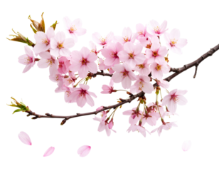 Single Artistic Cherry Blossom Branch with Subtle Petal Fall, transparent background