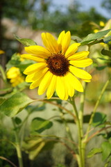 Sunflower growing in a field on a warm sunny day.