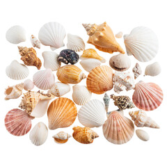 Assorted Ocean Shells with Natural Textures, Isolated on Transparent Background