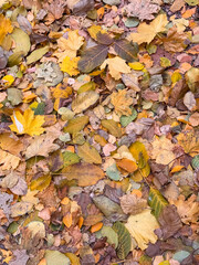 Colorful Fallen Autumn Leaves Covering Forest Floor