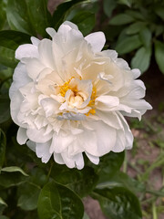 White Peony Flower Full Bloom with Golden Stamen Green Foliage