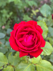 Single Red Rose Bloom Close-Up Perfect Spiral Petals Garden Nature