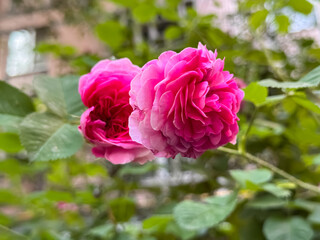 Pink Garden Rose Blooming Together on Green Foliage Background
