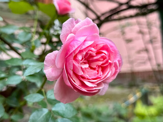 Pink Rose Full Bloom Layered Petals Garden Natural Background