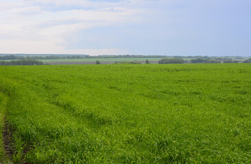 Green grassy field under a cloudy sky in the summer