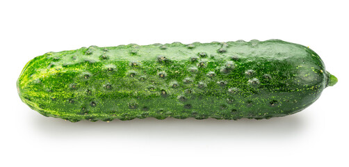 One fresh sweet small cucumber isolated on white background. Cucumbers that are used to pickling or slicing.