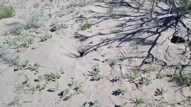 saxaul tree in the desert kazakhstan