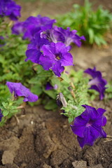 Purple petunia flowers bush grow in a sunny garden.