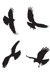 Eagle Silhouettes in Flight, Vector Illustration on White Background.