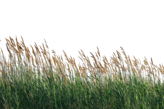 High resolution image of lush green grass with golden brown seed heads swaying gently in a summer breeze background texture wind field macro rural light on transparent background