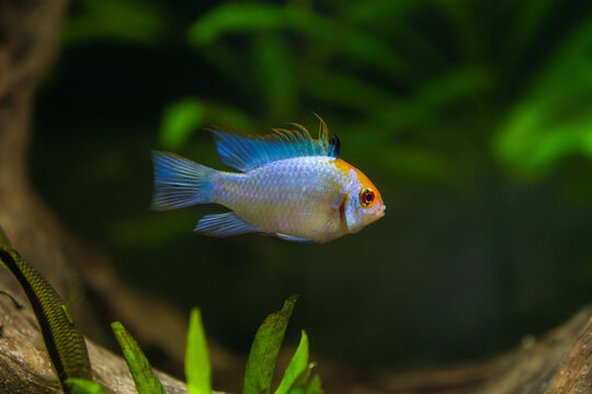 Electric Blue Ram Cichlid (Mikrogeophagus ramirezi)