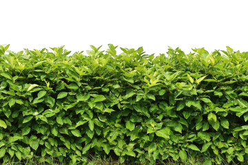 Obraz premium Vibrant green lush foliage hedge natural texture background image perfect for design projects and nature themes ideal for website banners and spring on transparent background eco