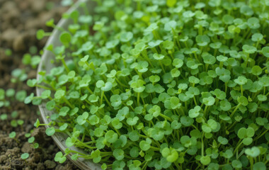 Fototapeta premium Fresh microgreens are packed with antioxidant benefits and add vibrant flavor to dishes