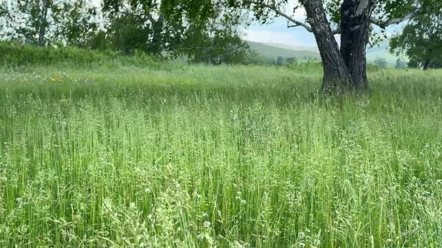 Green grass and trees in a forest meadow at sunny day. Leaves and grass swaying in the light wind. Beautiful summer landscape
