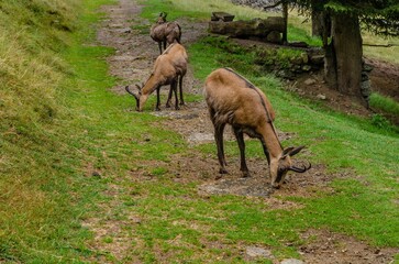 Chamois, Rupicapra rupicapra, on rocky hill, forest in background, slopes of Chamonix valley France. Wildlife scene with horned animal, chamois. Forest landscape with chamois.