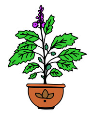 Cute vector illustration of Tulsi plant Holy Basil in pot. Cartoon style, clear outline, flat colors. Medicinal herb used in Ayurveda and natural healing.