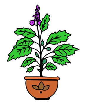Holy Basil Drawing Easy