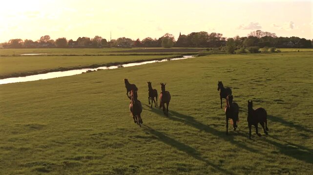 Aerial view of Friesian horses grazing near canal in rural Netherlands