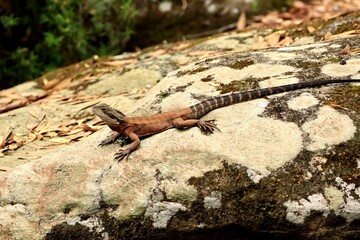 a small lizard lounging on a rock