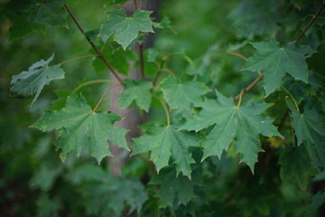maple tree with green leaves grow in the forest