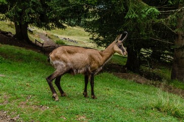 Chamois, Rupicapra rupicapra, on rocky hill, forest in background, slopes of Chamonix valley France. Wildlife scene with horned animal, chamois. Forest landscape with chamois.