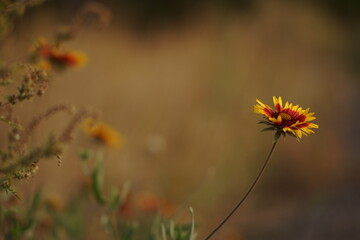 Lovely orange rudbeckia flower grow in the autumn garden