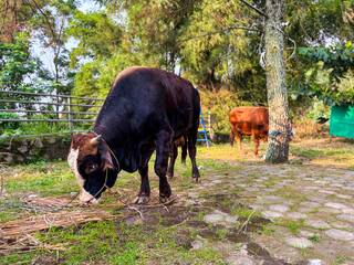A Brahman cow prepared for sacrifice on Eid al-Adha 