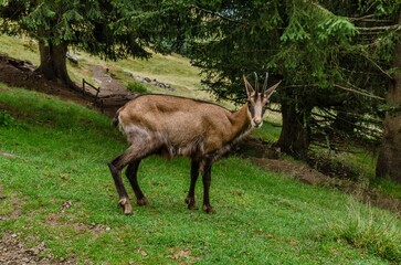 Chamois, Rupicapra rupicapra, on rocky hill, forest in background, slopes of Chamonix valley France. Wildlife scene with horned animal, chamois. Forest landscape with chamois.
