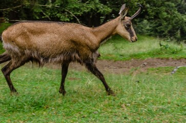 Chamois, Rupicapra rupicapra, on rocky hill, forest in background, slopes of Chamonix valley France. Wildlife scene with horned animal, chamois. Forest landscape with chamois.