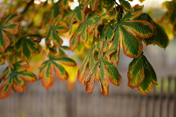 Brown-green foliage of autumn chestnut tree on a rural street