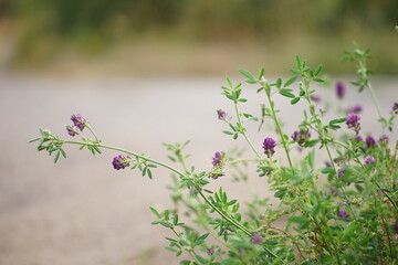 Violet clover plant grows by the road.