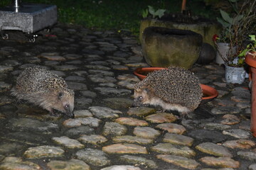 Igel