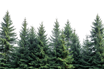 Lush green evergreen forest coniferous trees nature background dark background isolated pine trees winter forest conifer woods christmas trees natural on transparent background fir