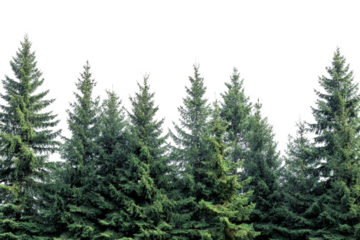 Lush green evergreen forest coniferous trees nature background dark background isolated pine trees winter forest conifer woods christmas trees natural on transparent background fir