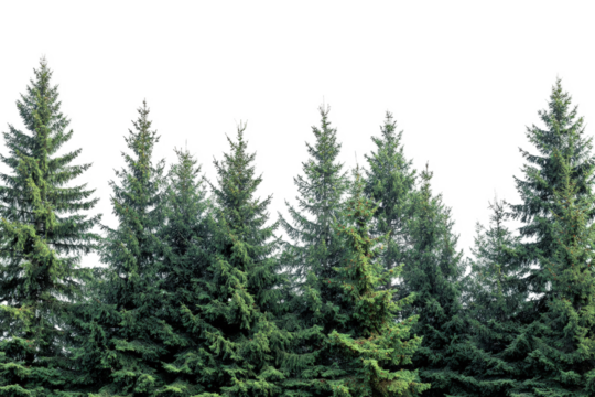 Lush green evergreen forest coniferous trees nature background dark background isolated pine trees winter forest conifer woods christmas trees natural on transparent background fir