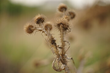 dry grass in the morning