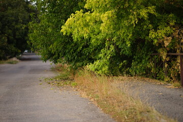 Green trees grows in the autumn by the road. Rural street.