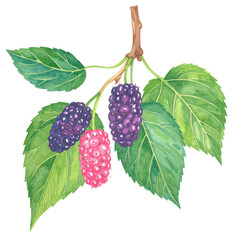 Watercolor illustration of mulberries on branch with vibrant green leaves