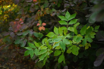 green leaves in the forest