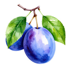 Watercolor illustration of two vibrant purple plums with green leaves on branch